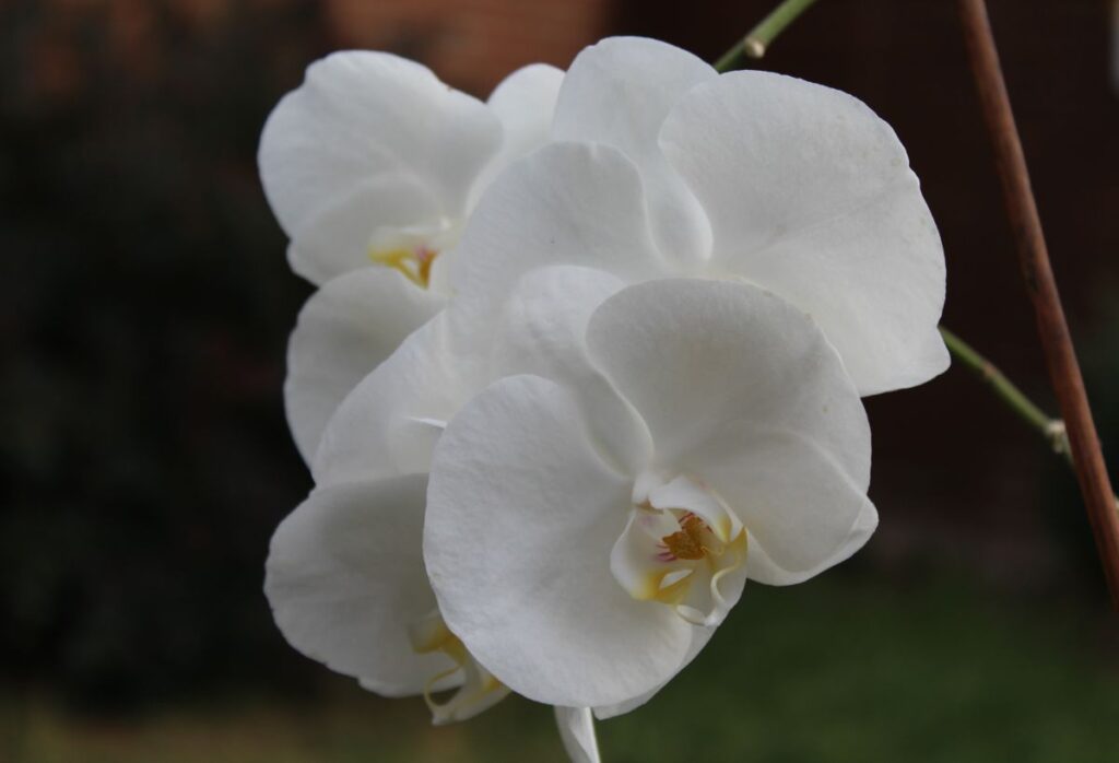 Indoor Plants that Are Hard To Kill My English Home Phalaenopsis Orchid by Alexandra in England