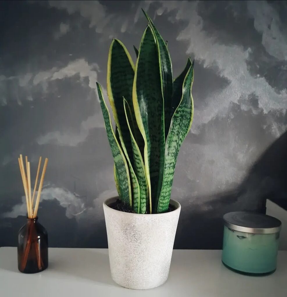 air purifying plants snake plant by alexandra in england