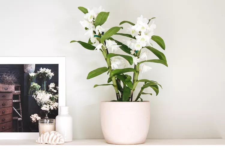 grow cane and dendrobium orchids 1902862 01 5fe11a6d97584a6d876509015e952177