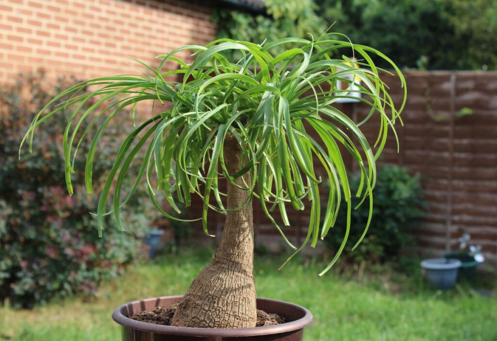 indoor plants that are hard to kill ponytail palm by alexandra in england
