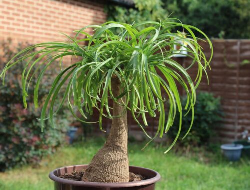indoor plants that are hard to kill - ponytail palm - by alexandra in england