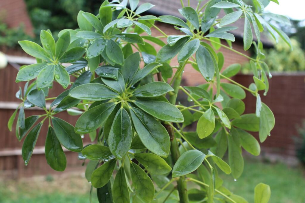 indoor plants that are hard to kill umbrella tree by alexandra in england