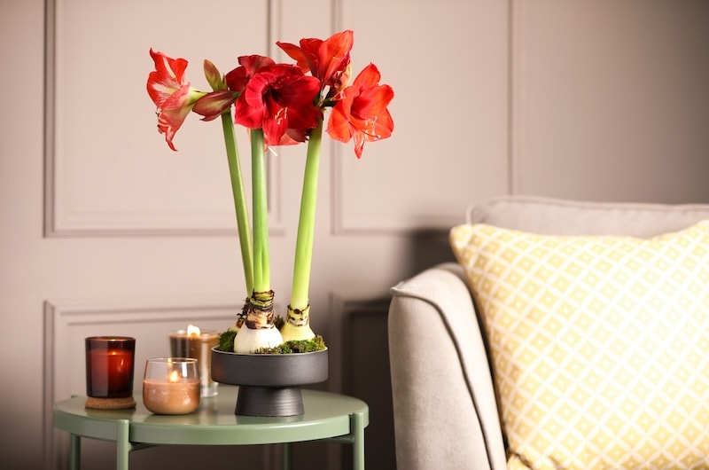 indoor plant uk - amaryllis indoor plant